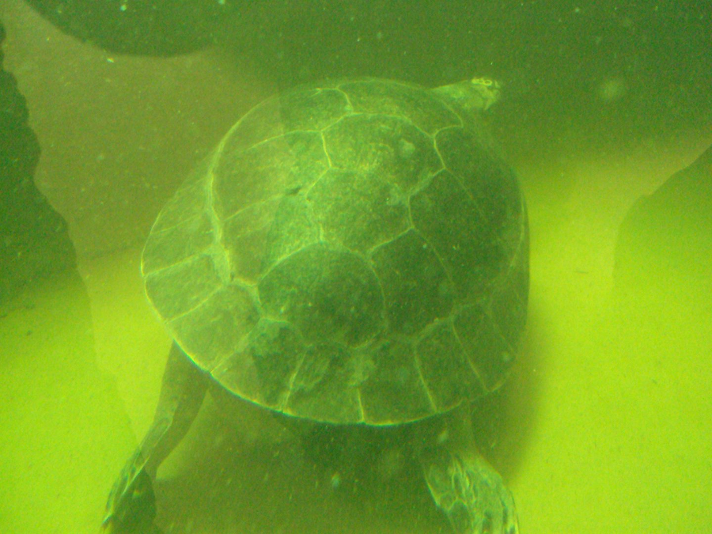 South American River Turtle 31/10/2019