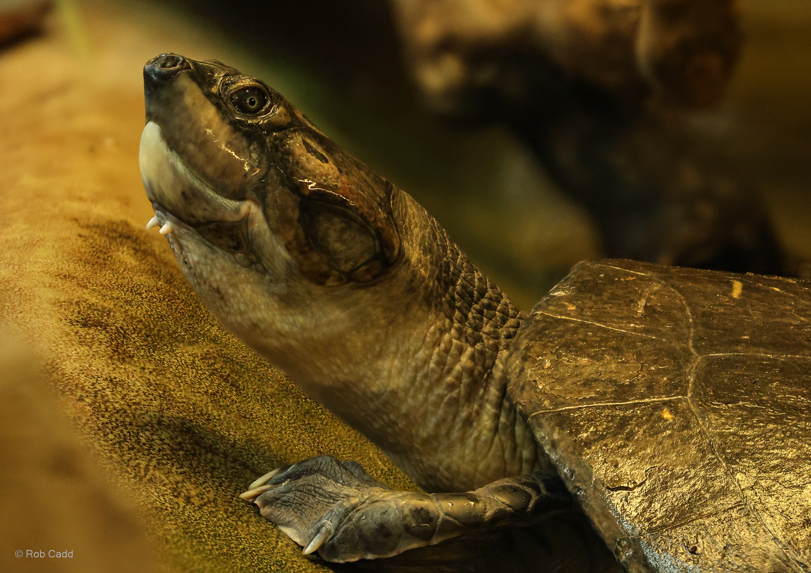 South American river turtle : Crocodiles of the World : 01 Jun 2024