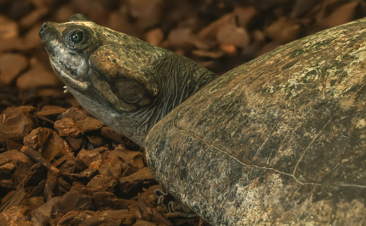 South American river turtle : Crocodiles of the World : 26 Sep 2025