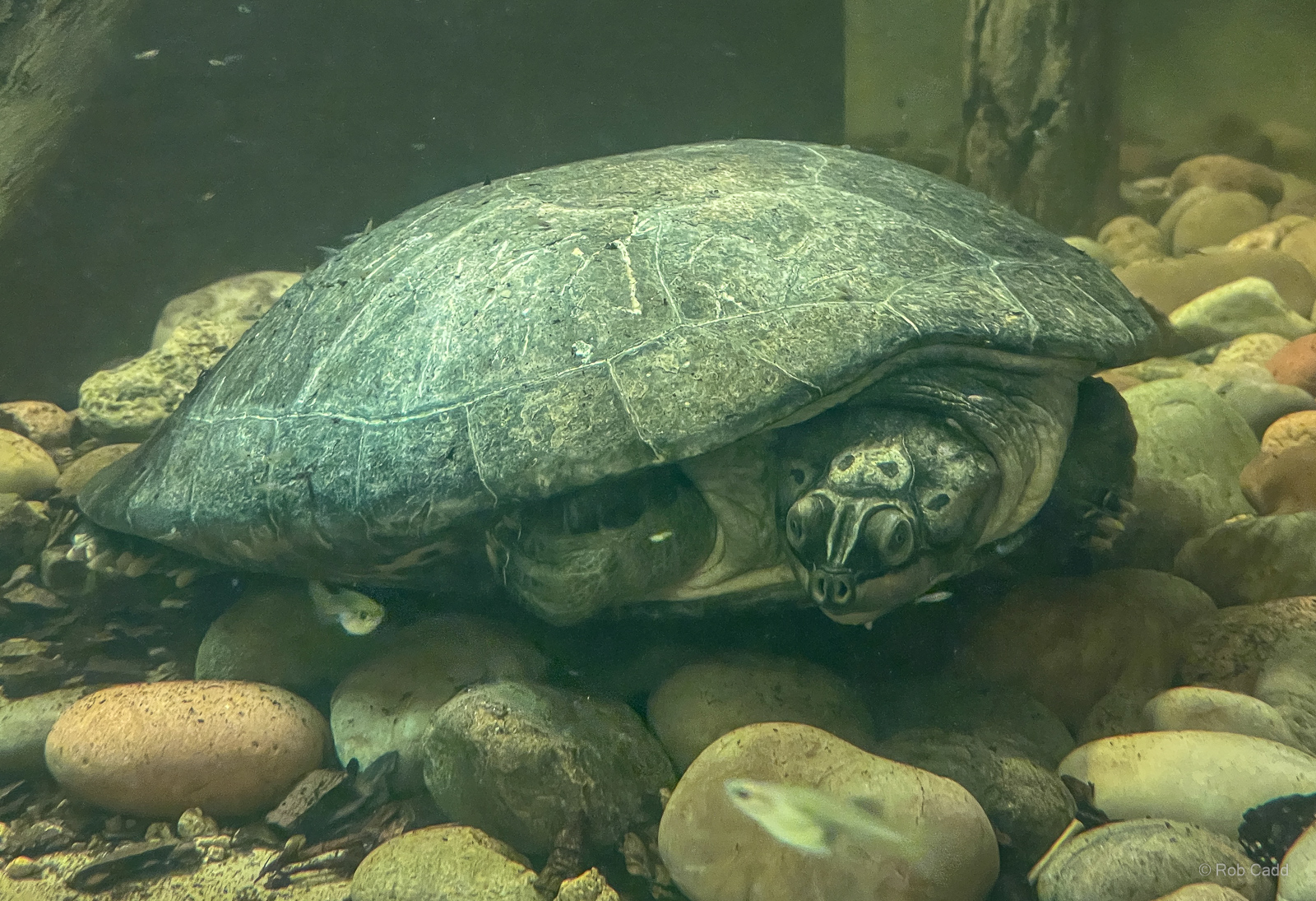 South American river turtle : Crocodiles of the World : 28 Jul 2024