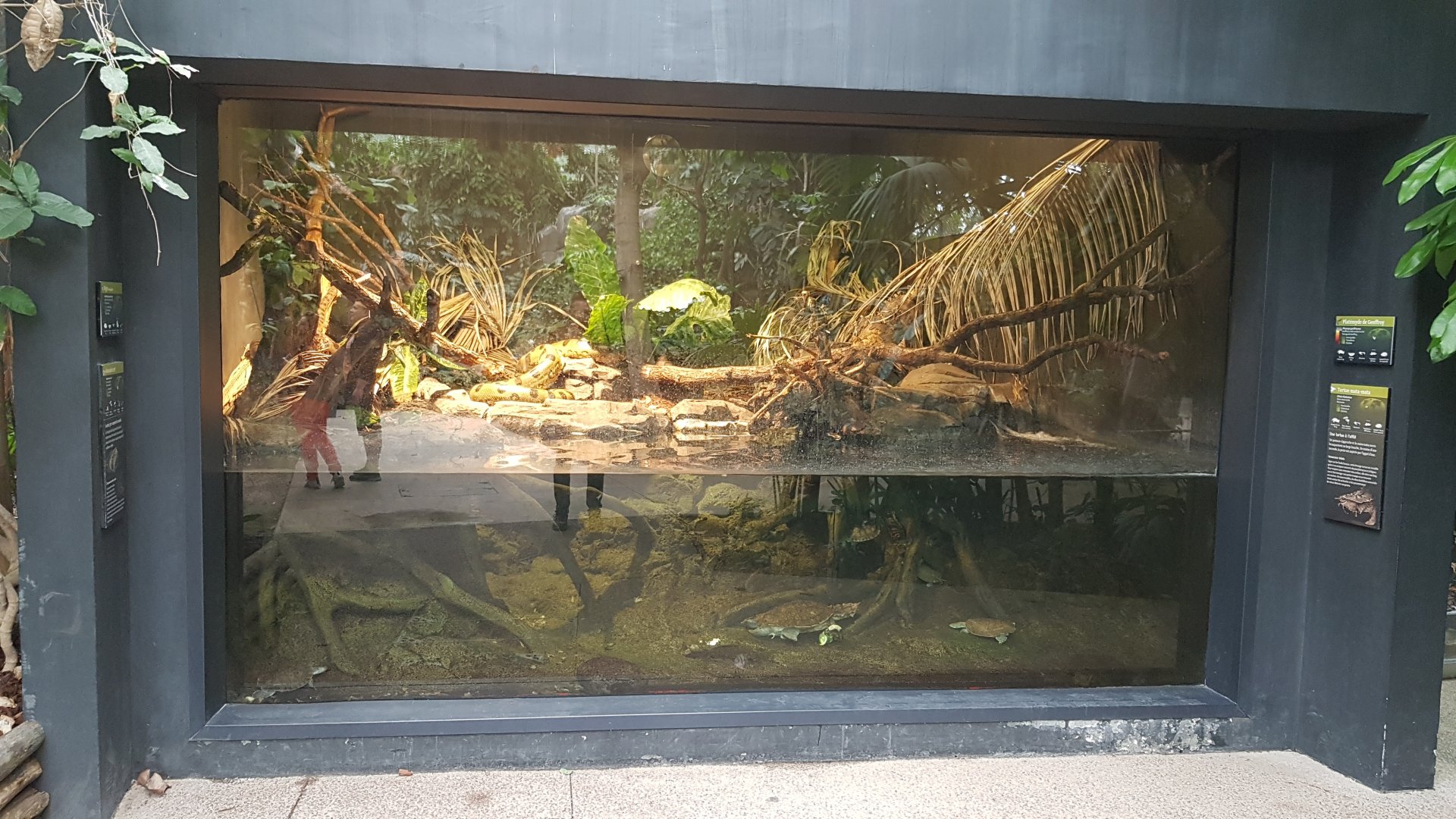 South American river vivarium