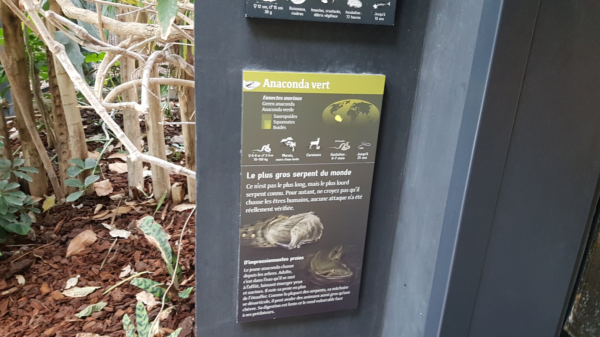 South American river vivarium