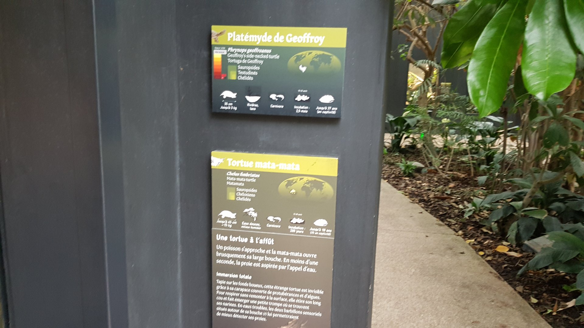 South American river vivarium