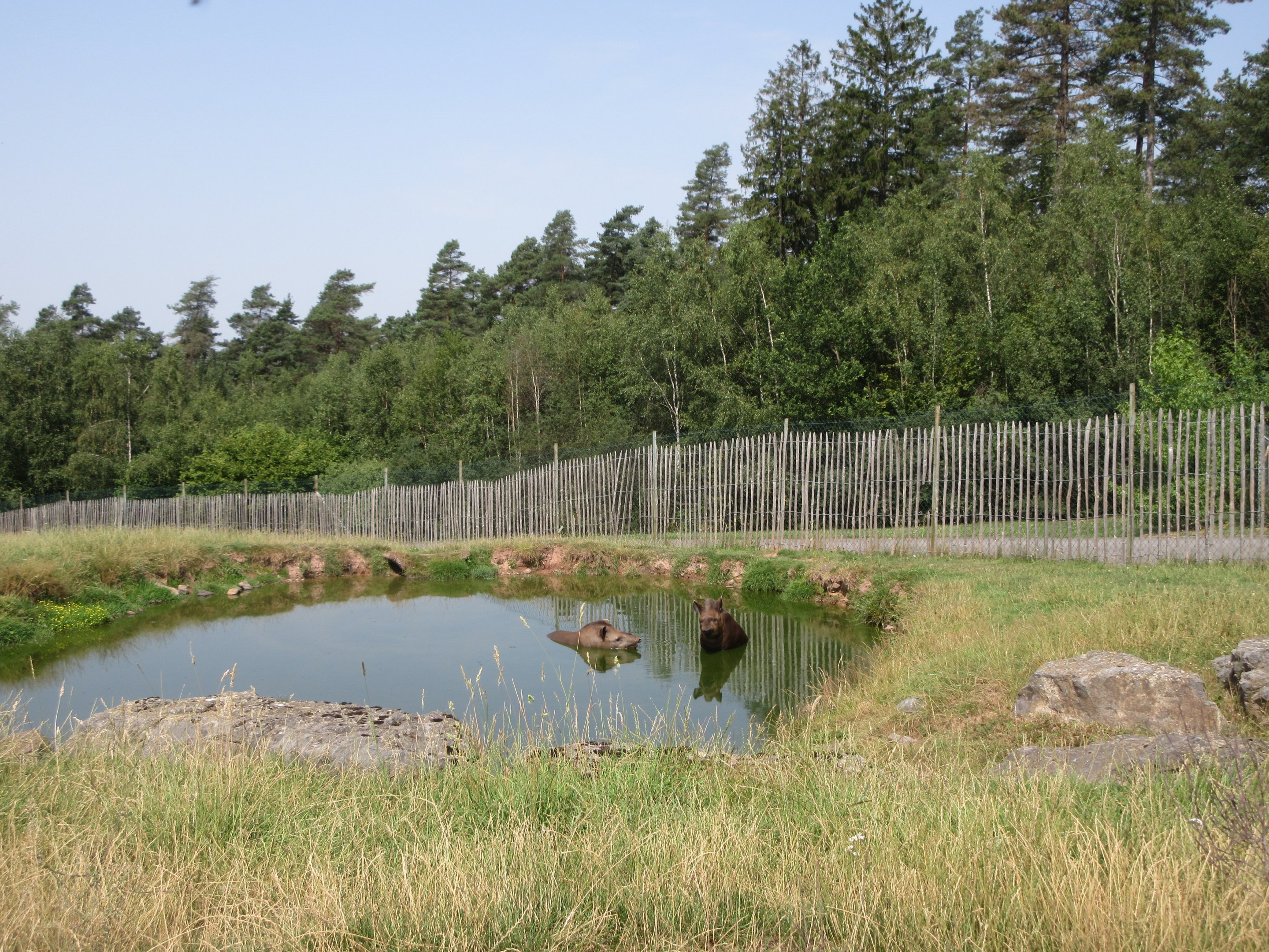South American Safari - Lowland Tapirs in pool
