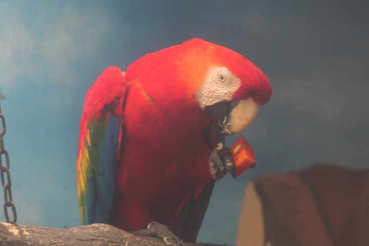 South American scarlet macaw (Ara macao macao)
