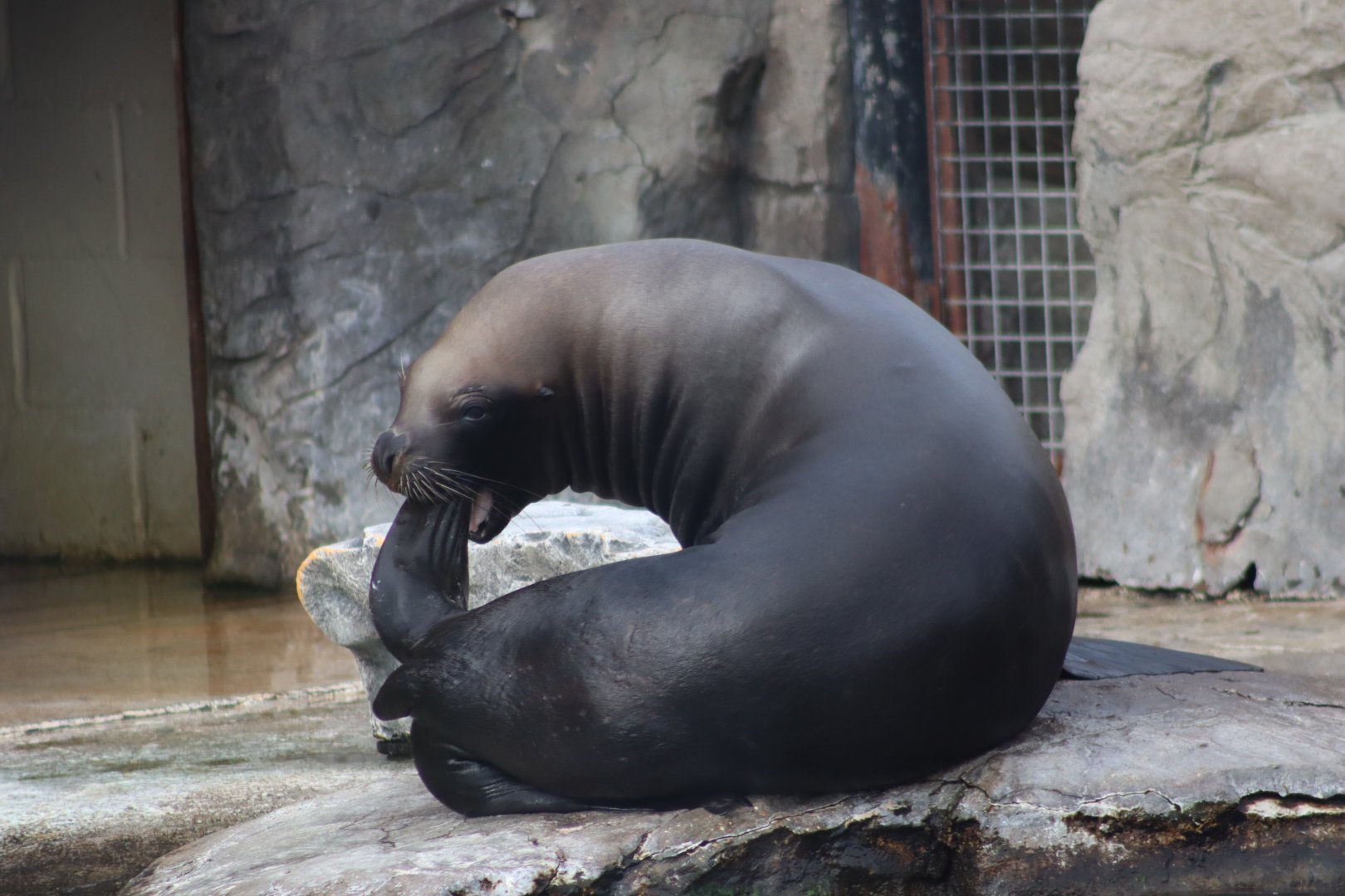 South American sea lion - 1 July 2021