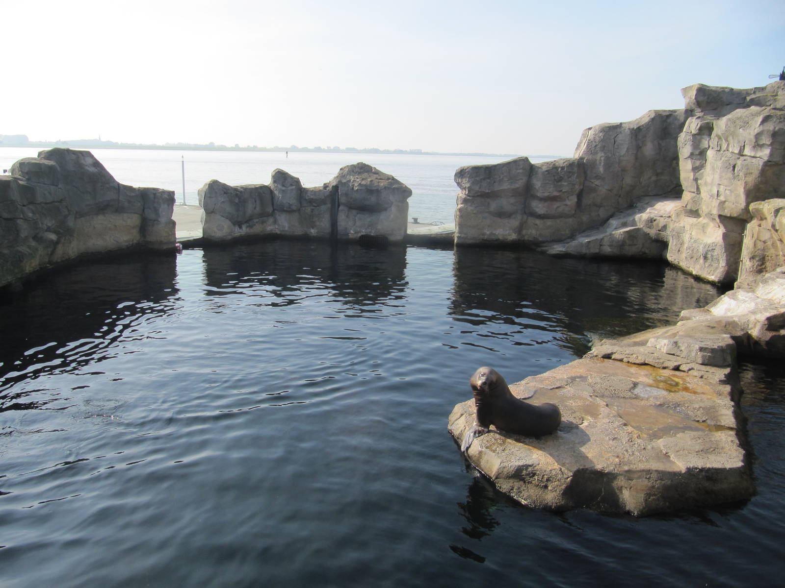 South American Sea Lion 2010
