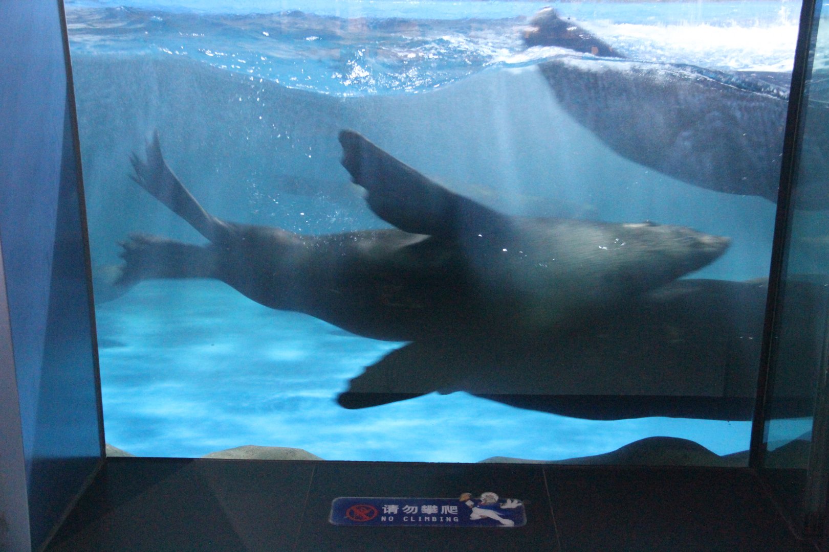 South American sea lion and fur seal (Arctocephalus sp.)