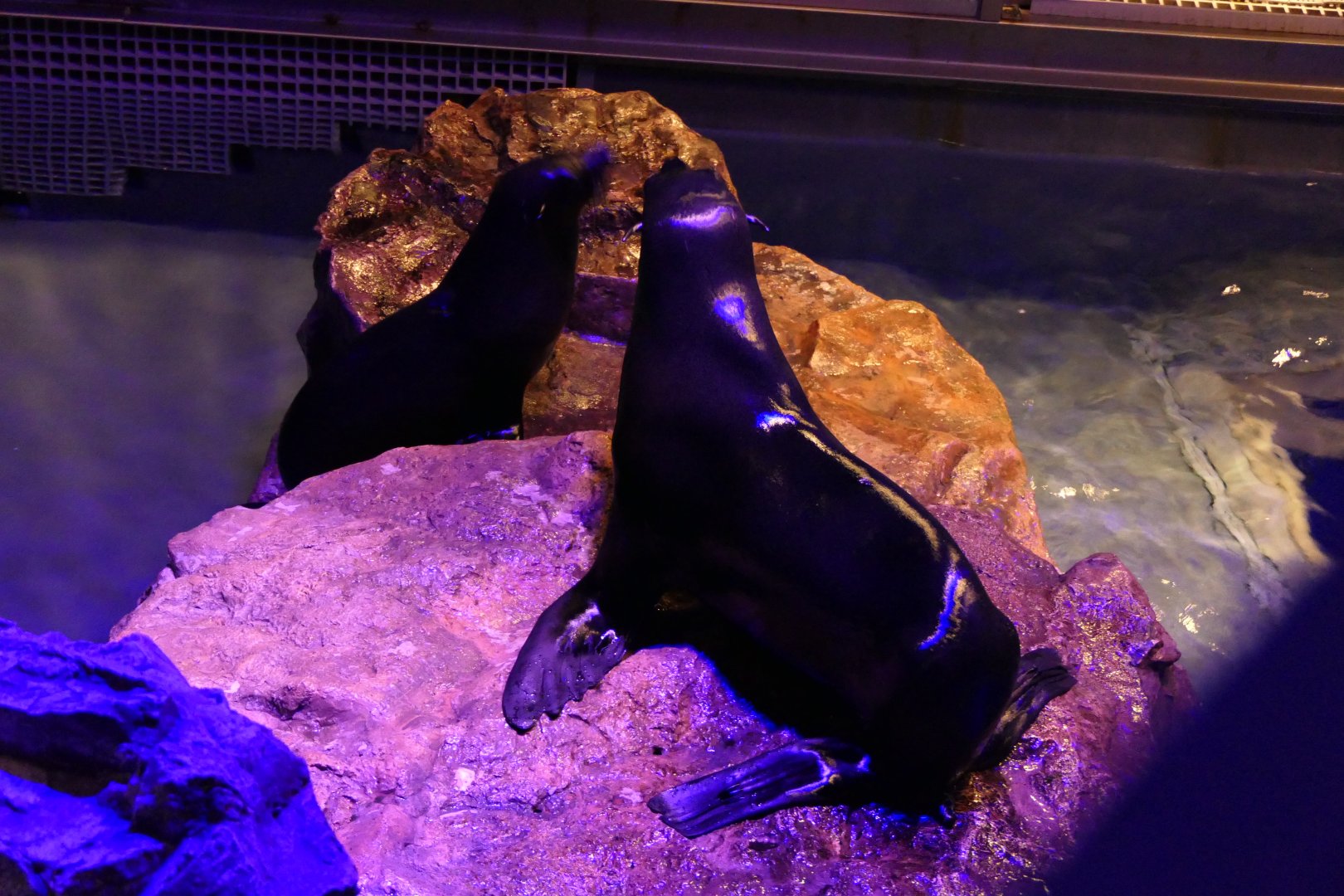 South American Sea Lion (Arctocephalus australis)