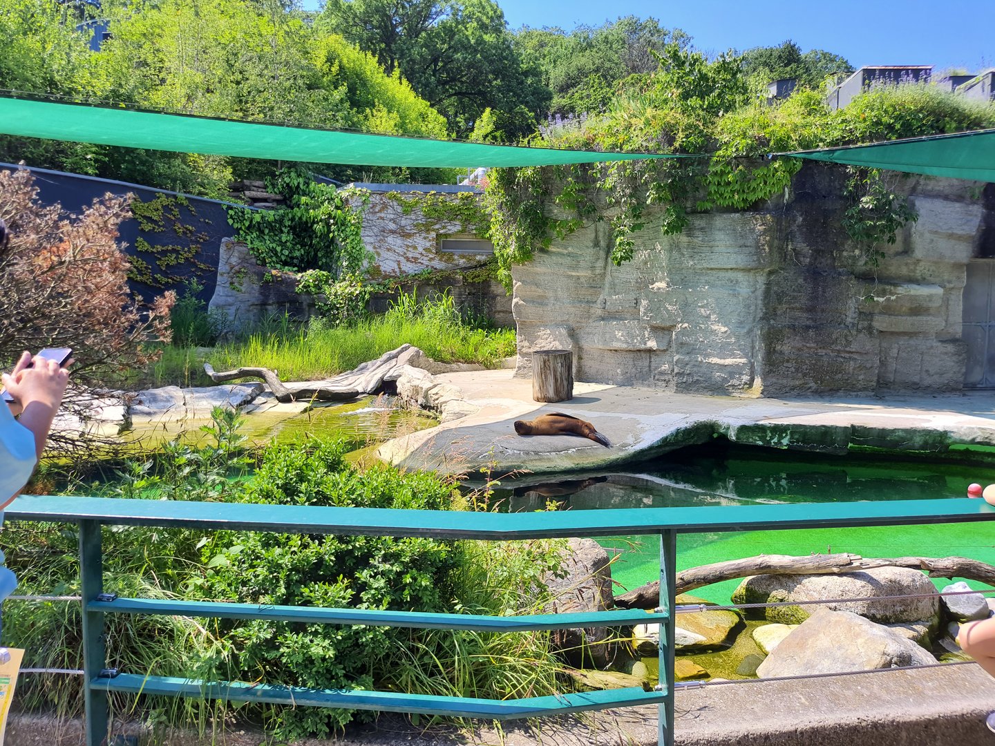 South American sea-lion enclosure- Tiergarten Schönbrunn