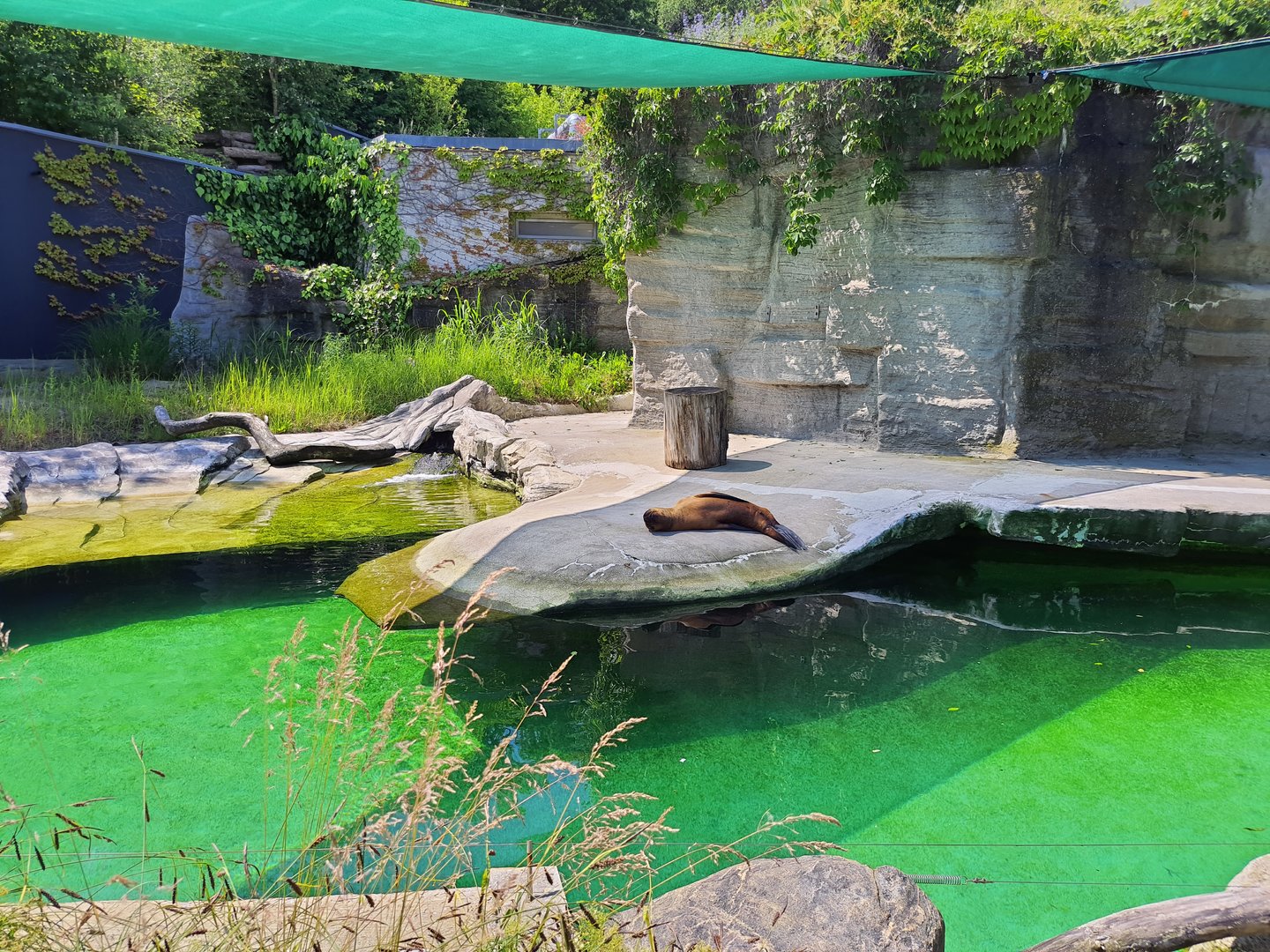 South American sea-lion enclosure- Tiergarten Schönbrunn