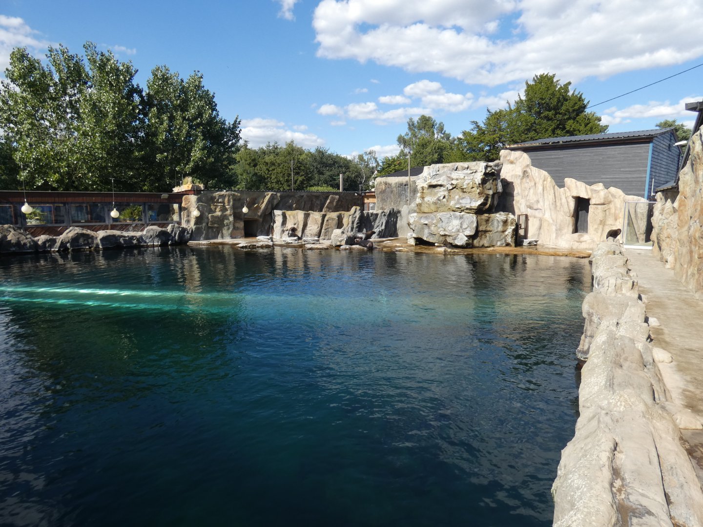 South American Sea Lion enclosure