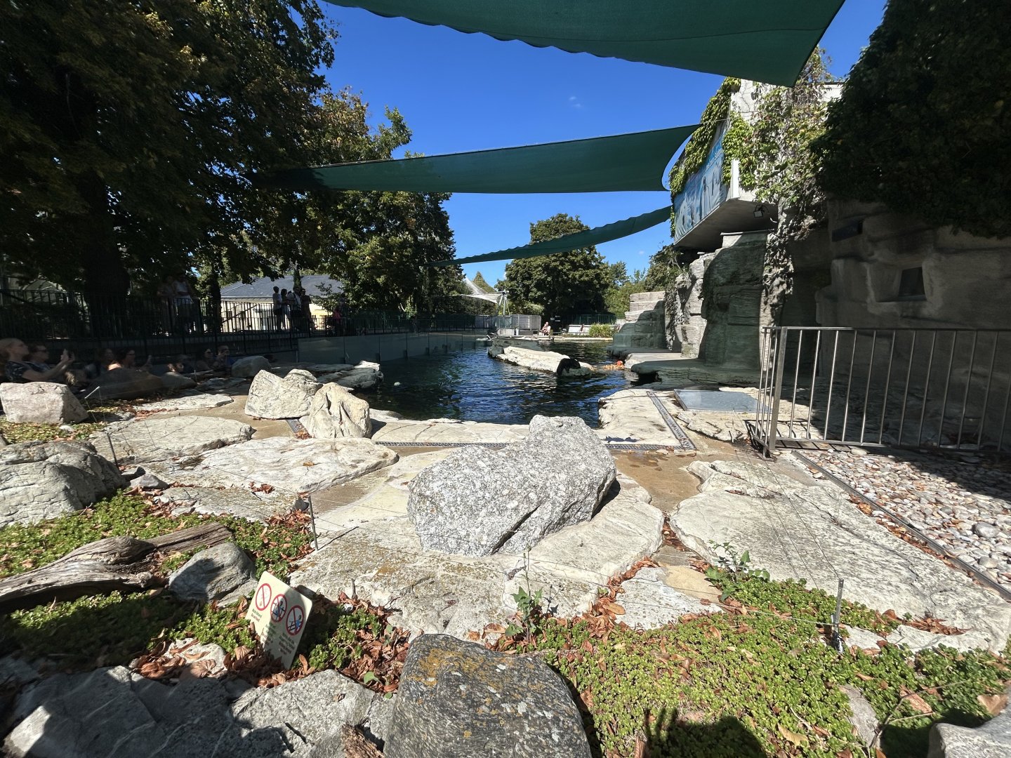 South American Sea Lion Exhibit #1