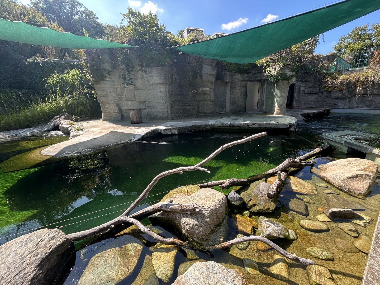 South American Sea Lion Exhibit #1