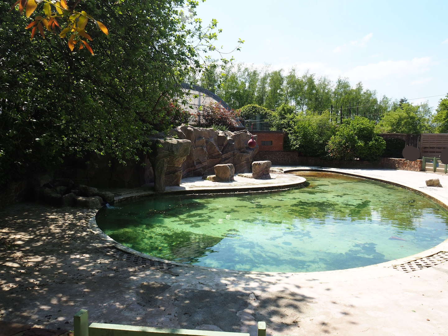 South American sea lion exhibit, 2023-05-19