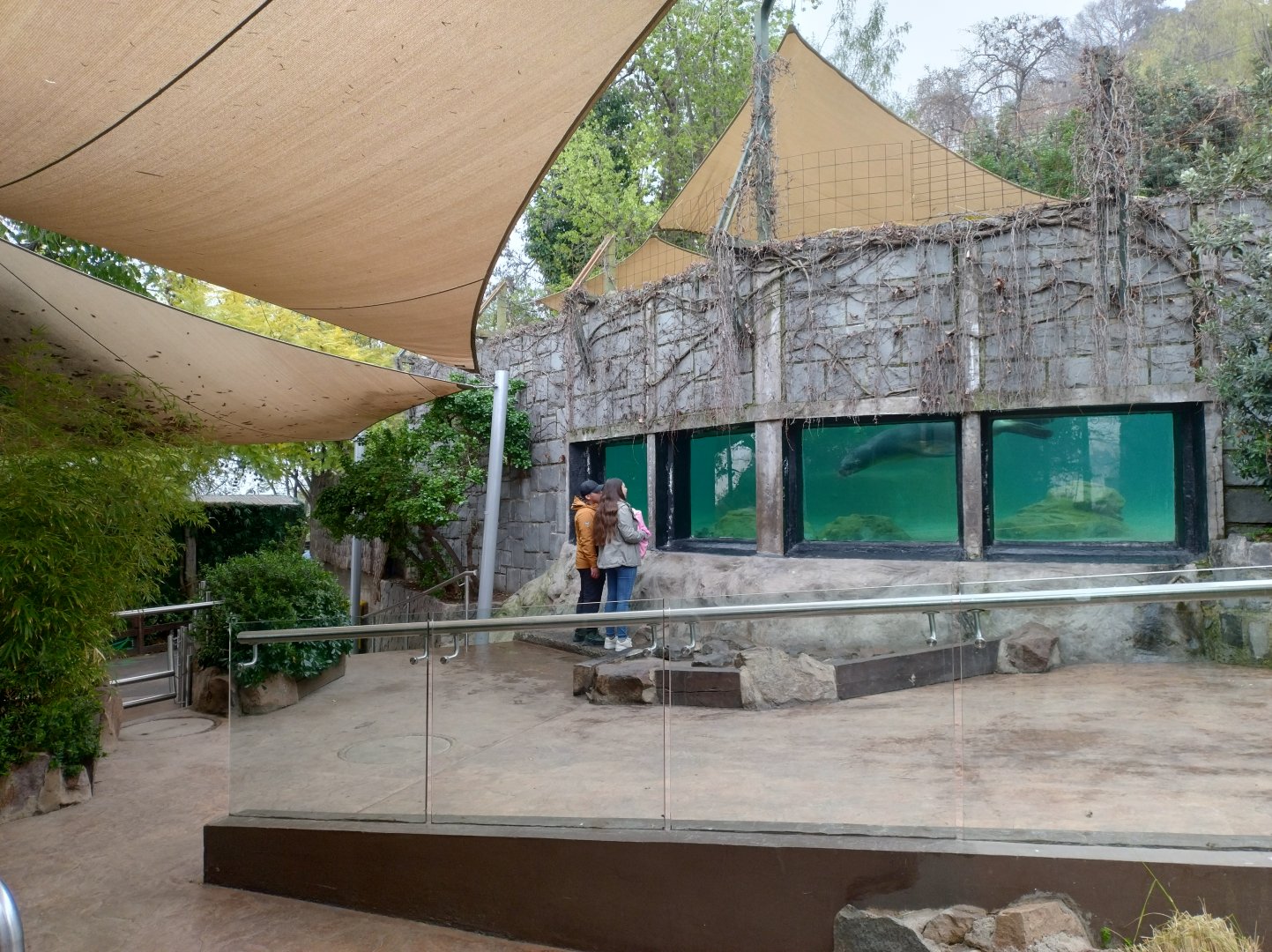 South american sea lion exhibit - Santiago zoo (Zoologico nacional)