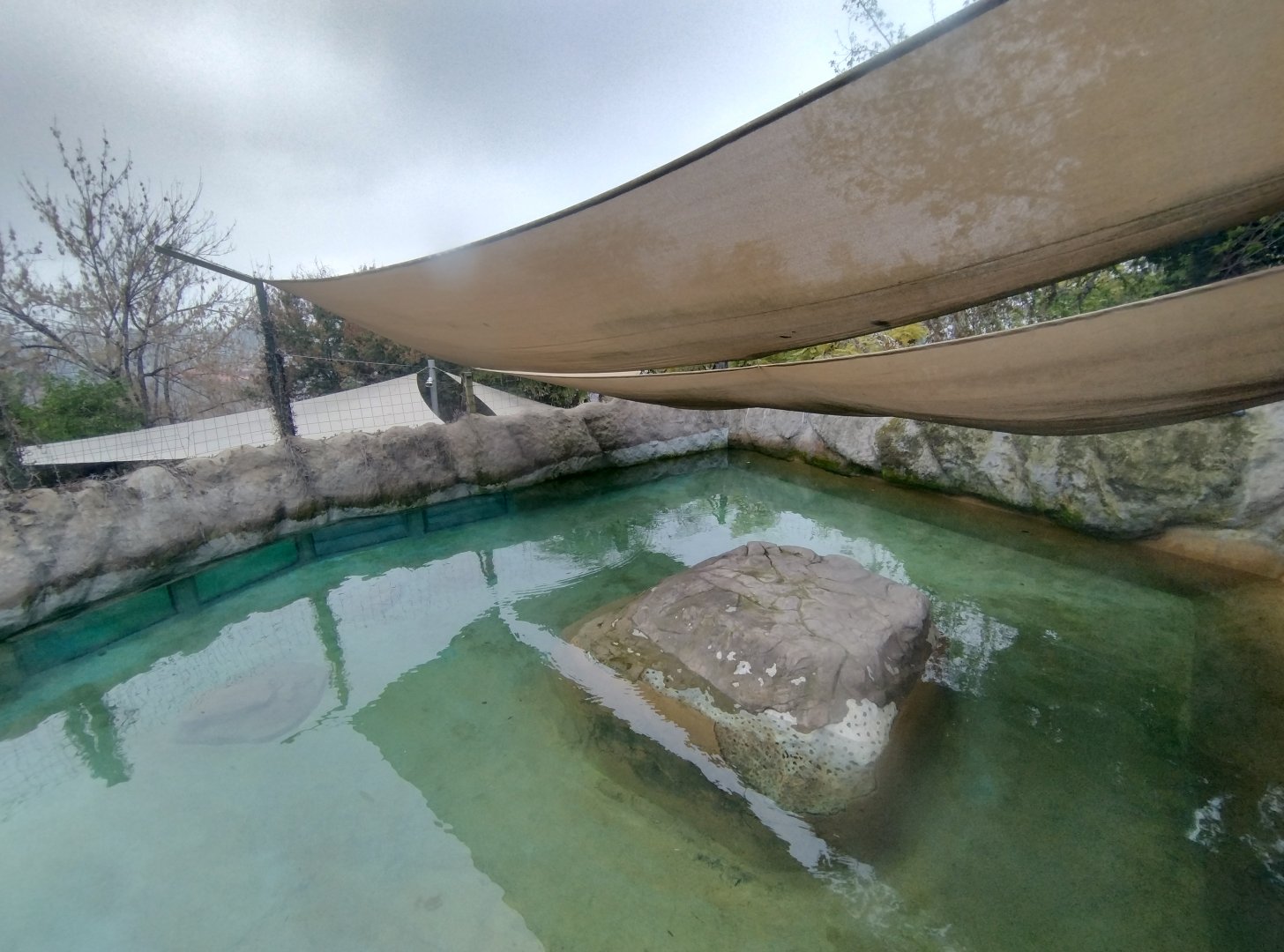 South american sea lion exhibit - Santiago zoo (Zoologico nacional)
