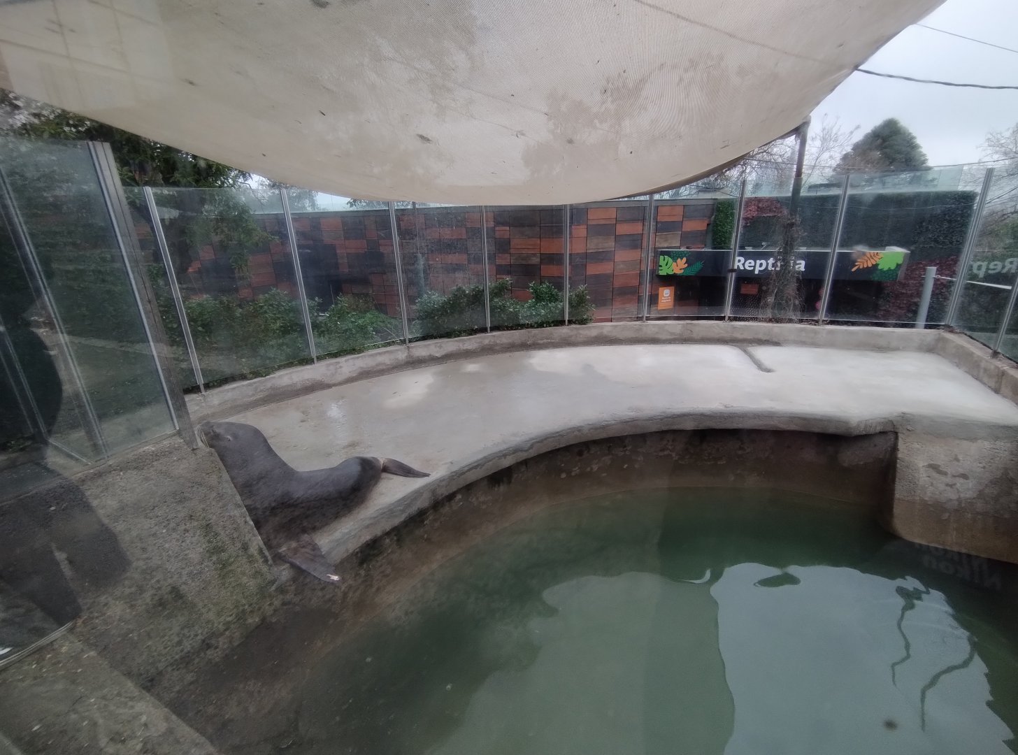 South american sea lion exhibit - Santiago zoo (Zoologico nacional)