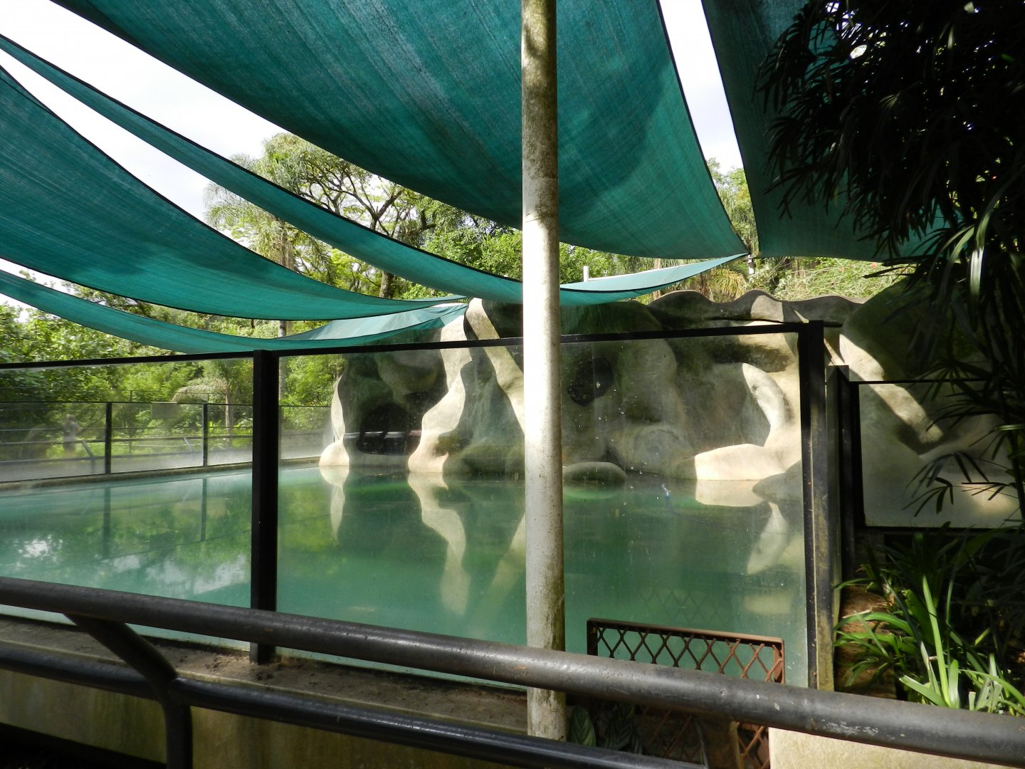 South-american sea lion exhibit - Zoo São Paulo