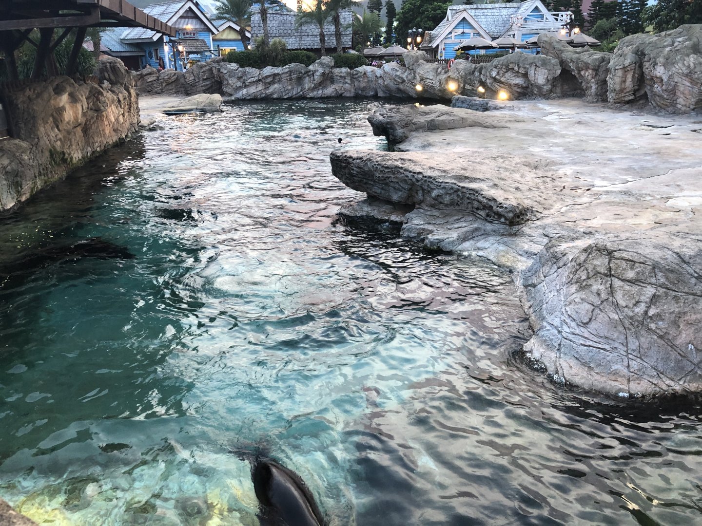 South American Sea Lion Exhibit