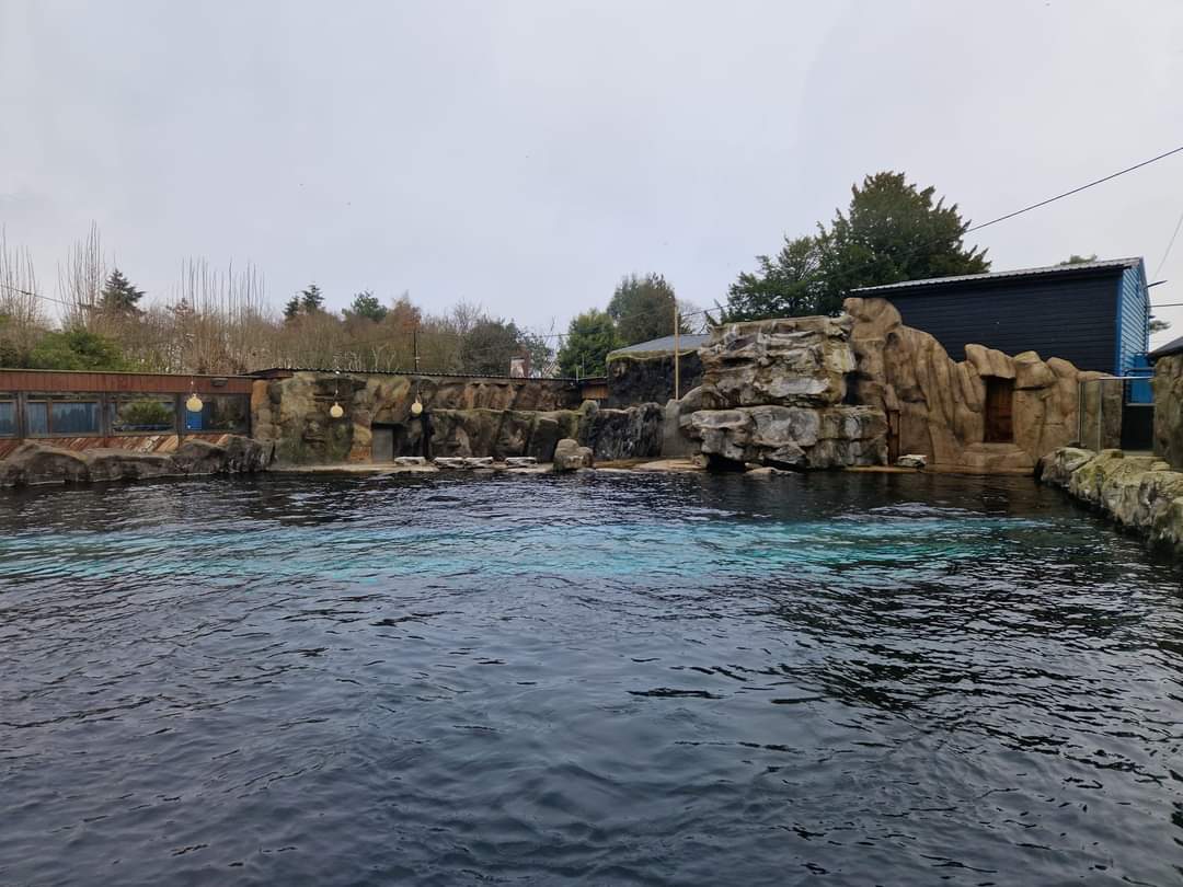 South American Sea Lion exhibit