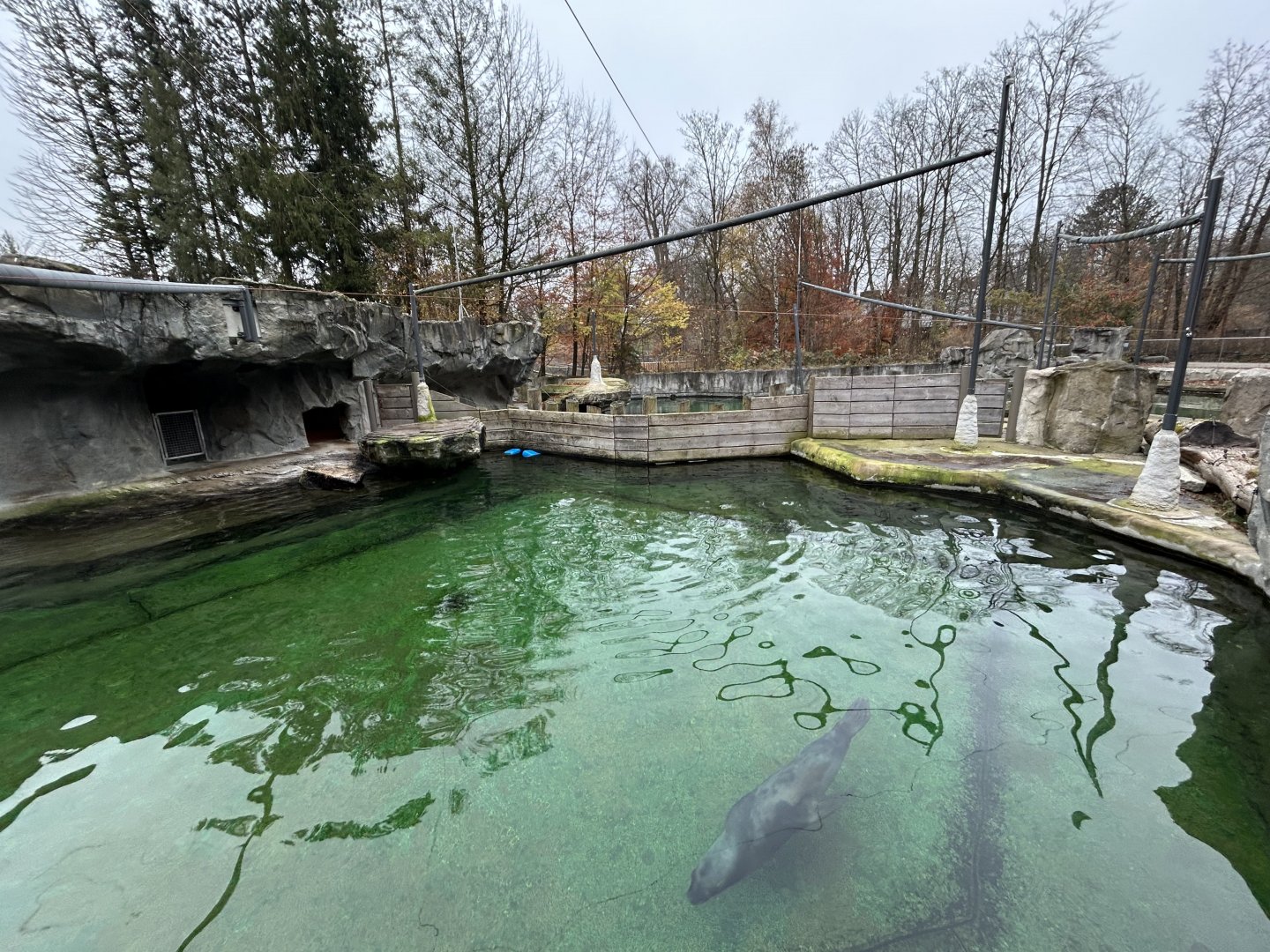 South American Sea Lion Exhibit