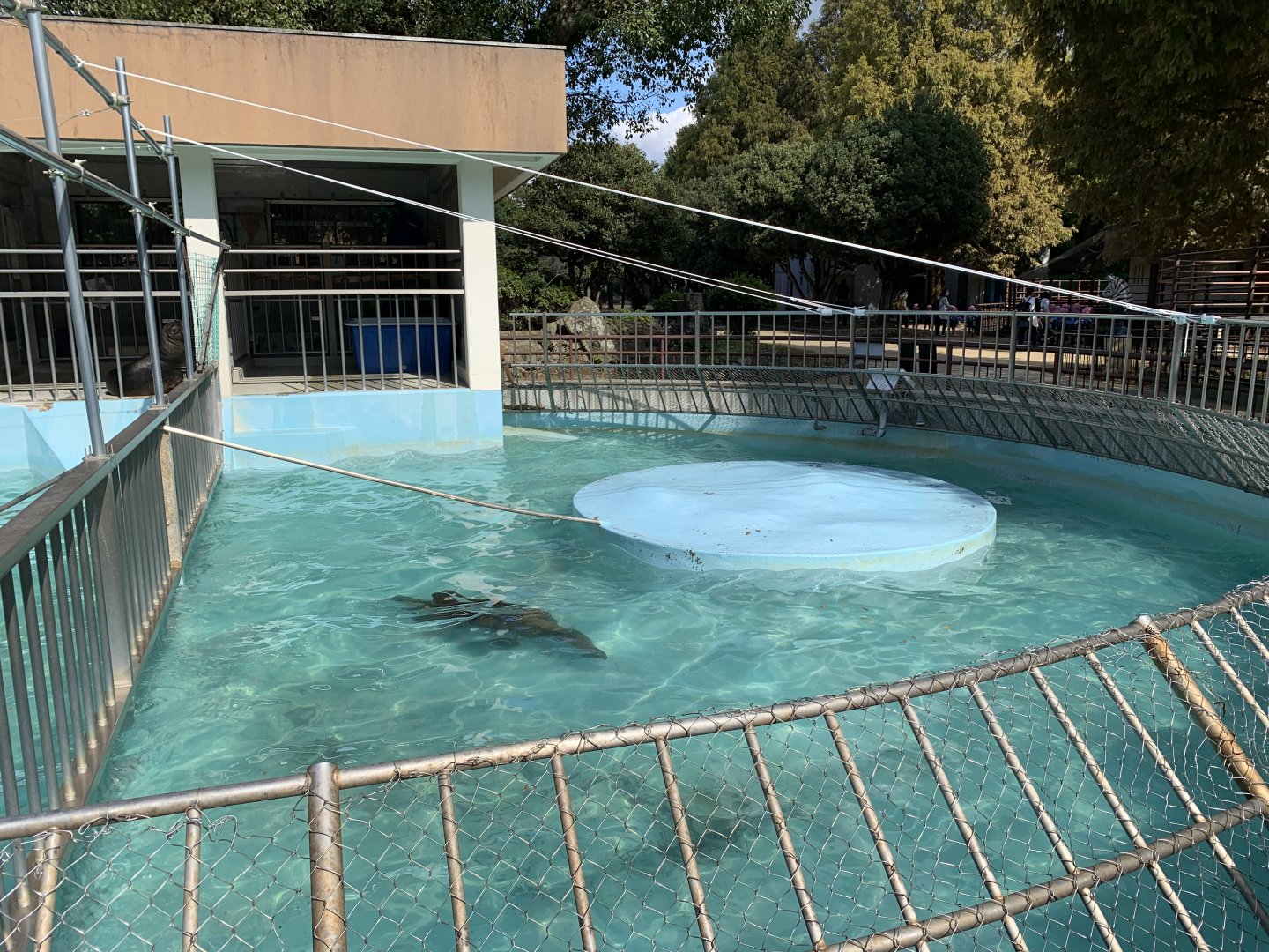 South American Sea Lion (Himeji City Zoo)
