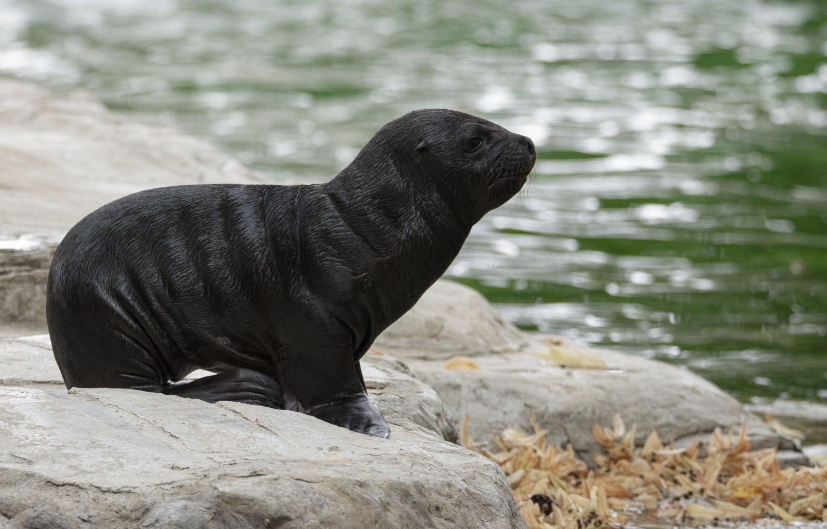 South American sea lion (Otaria byronia)
