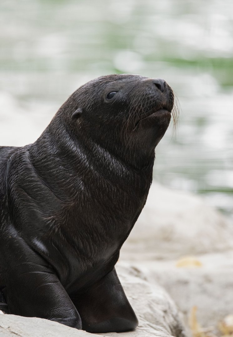 South American sea lion (Otaria byronia)