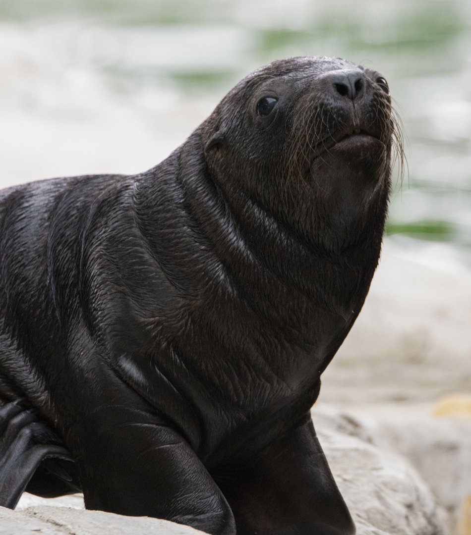 South American sea lion (Otaria byronia)