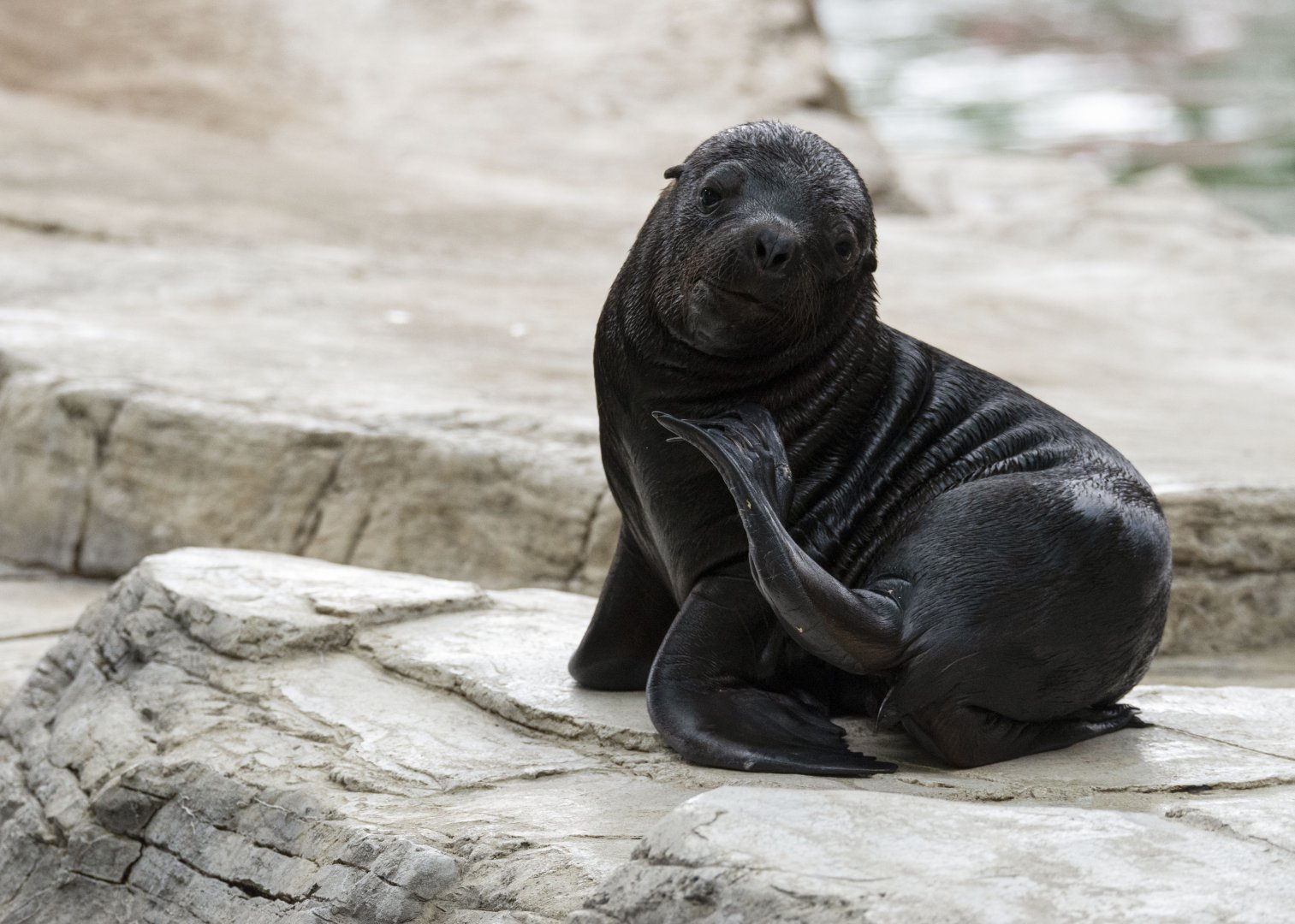 South American sea lion (Otaria byronia)