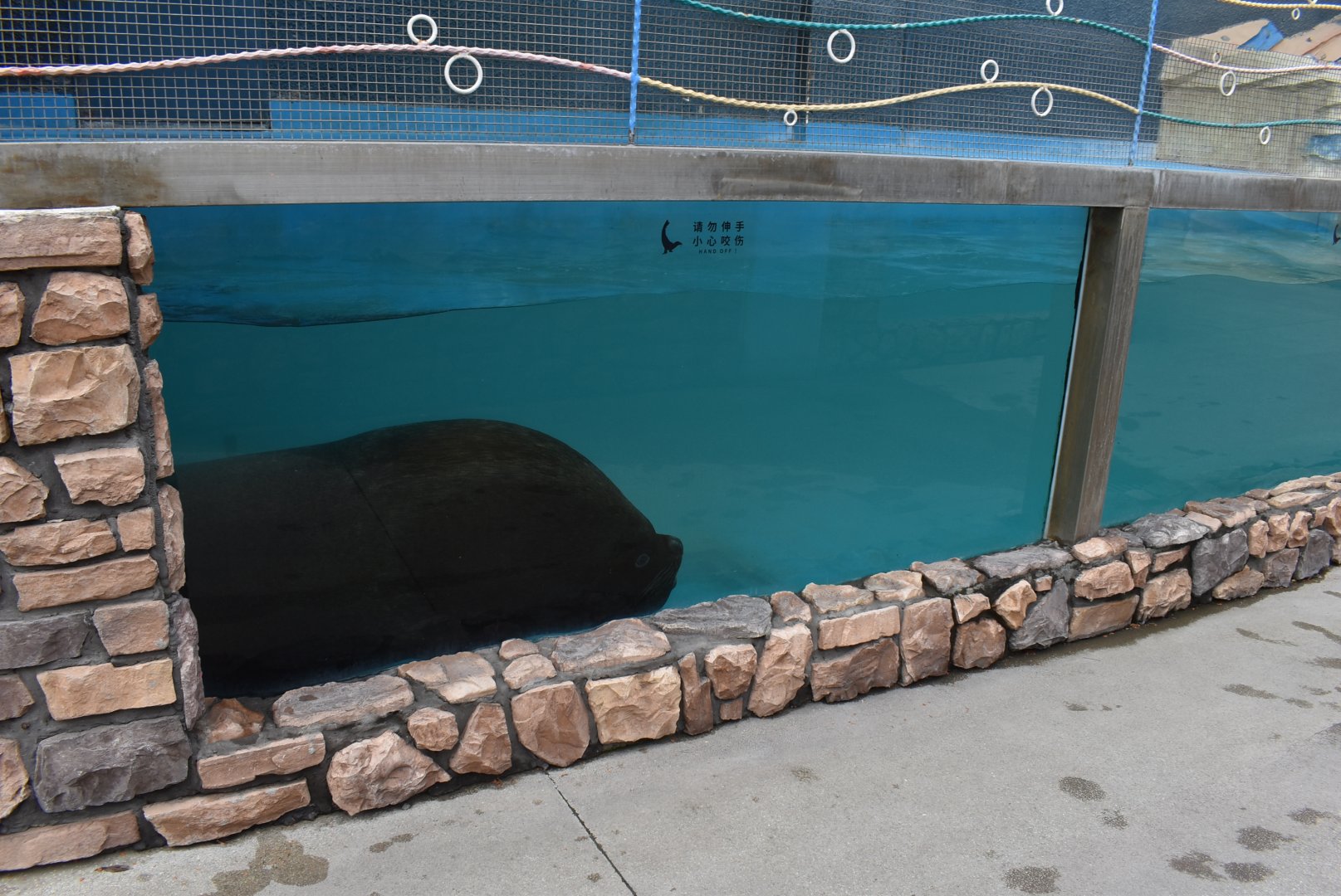 South American sea lion (Otaria flavescens/ byronia),