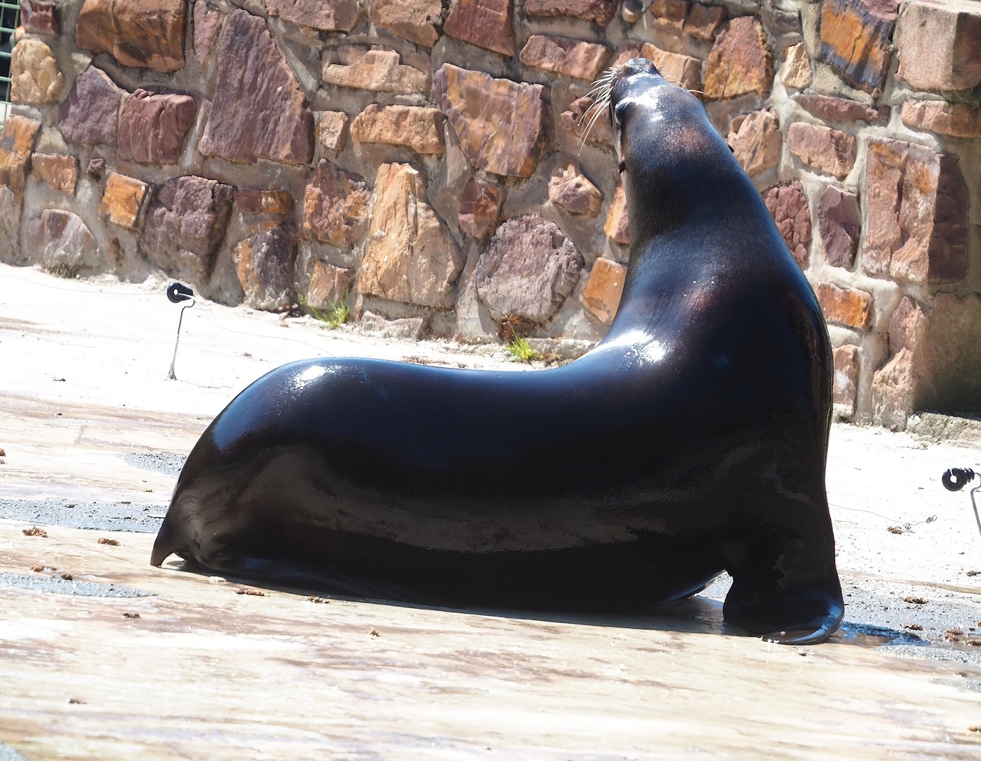 South American sea lion (Otaria flavescens) during show, 2023-05-19