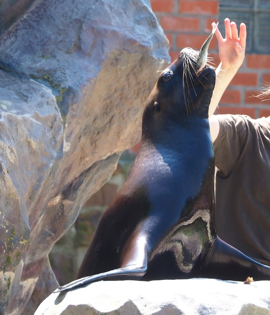 South American sea lion (Otaria flavescens) during show, 2023-05-19