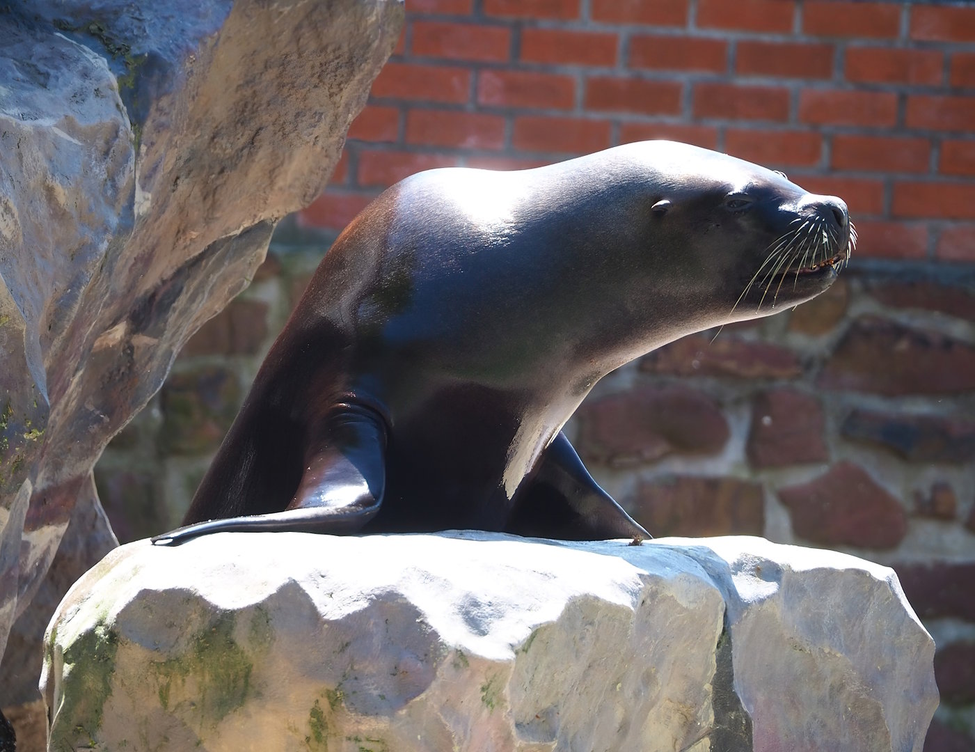 South American sea lion (Otaria flavescens) during show, 2023-05-19