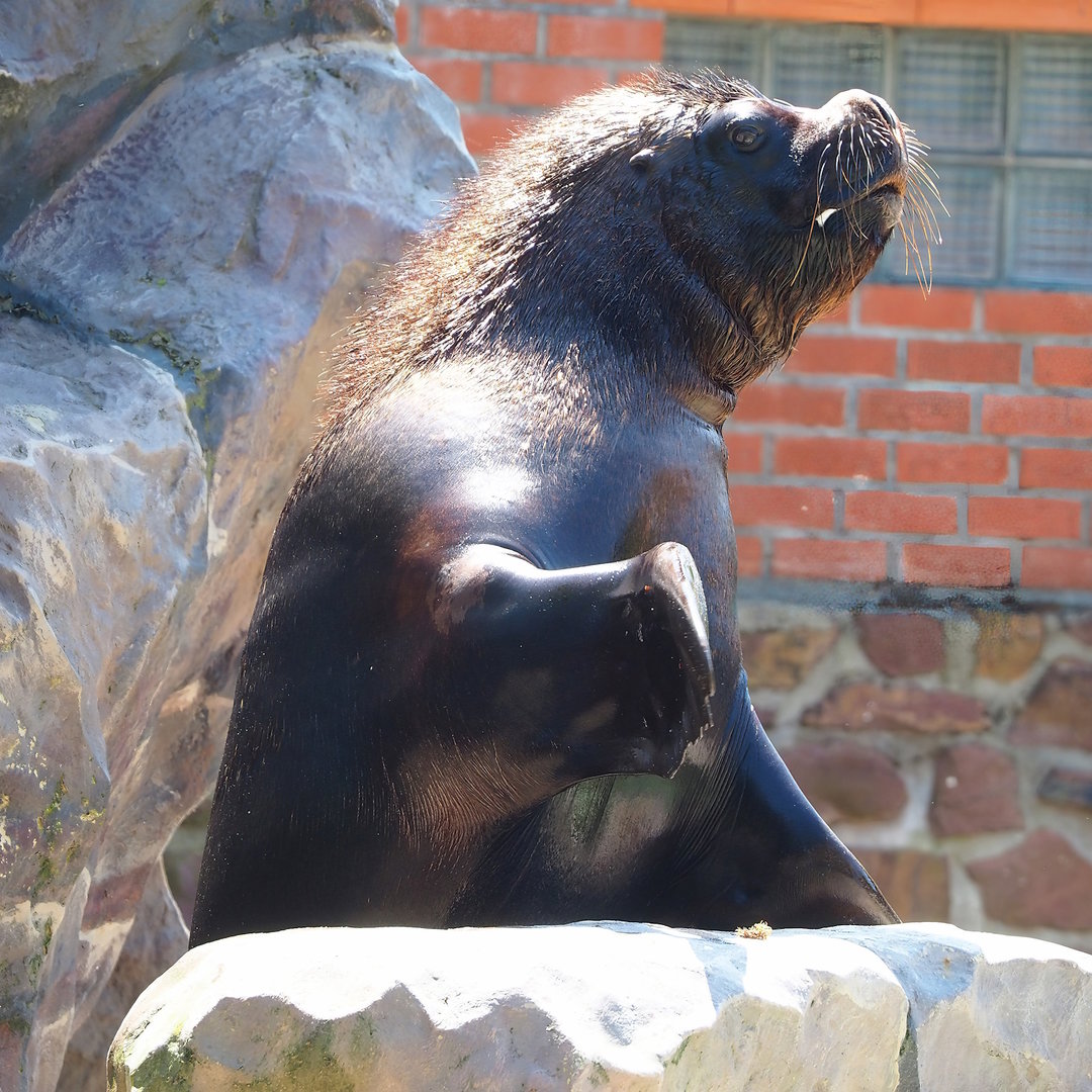 South American sea lion (Otaria flavescens) during show, 2023-05-19
