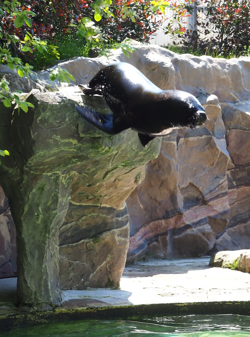 South American sea lion (Otaria flavescens) during show, 2023-05-19