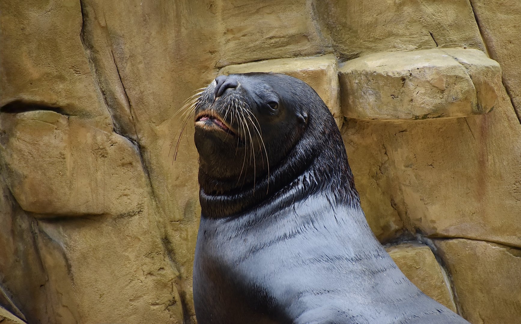South American Sea Lion (Otaria flavescens) male - Xpark