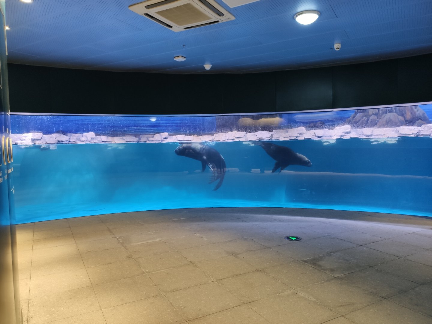 South American sea lion (Otaria flavescens, Otaria byronia)