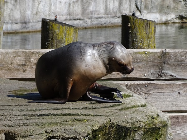 South American sea lion (Otaria flavescens)