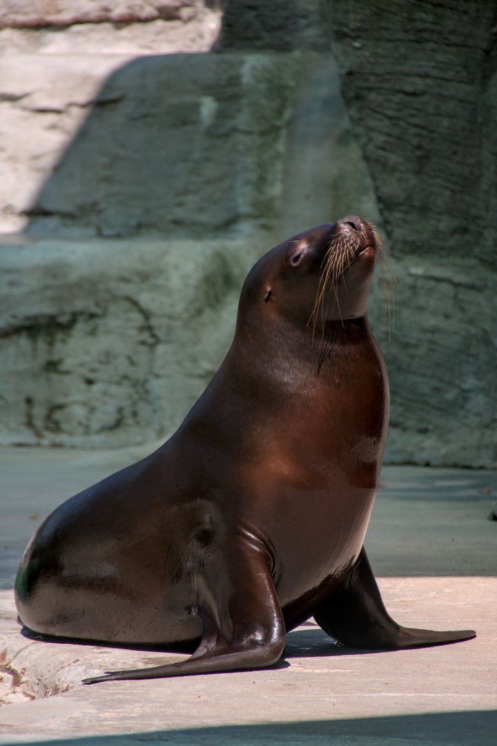 South American sea lion (Otaria flavescens)