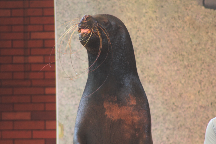 South American sea lion (Otaria flavescens)