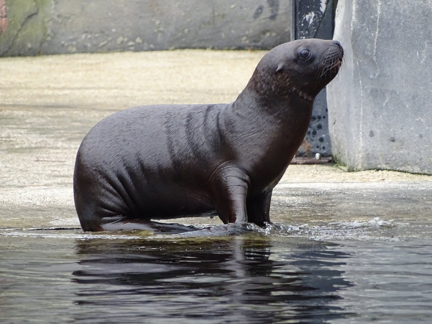 South American sea lion (Otaria flavescens)