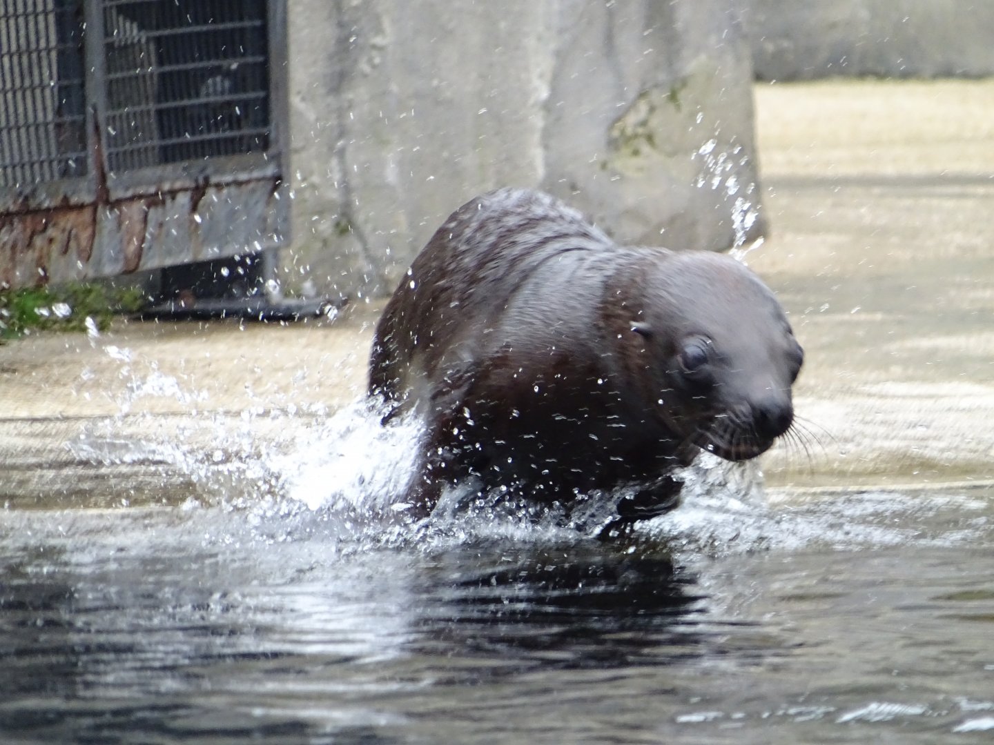 South American sea lion (Otaria flavescens)