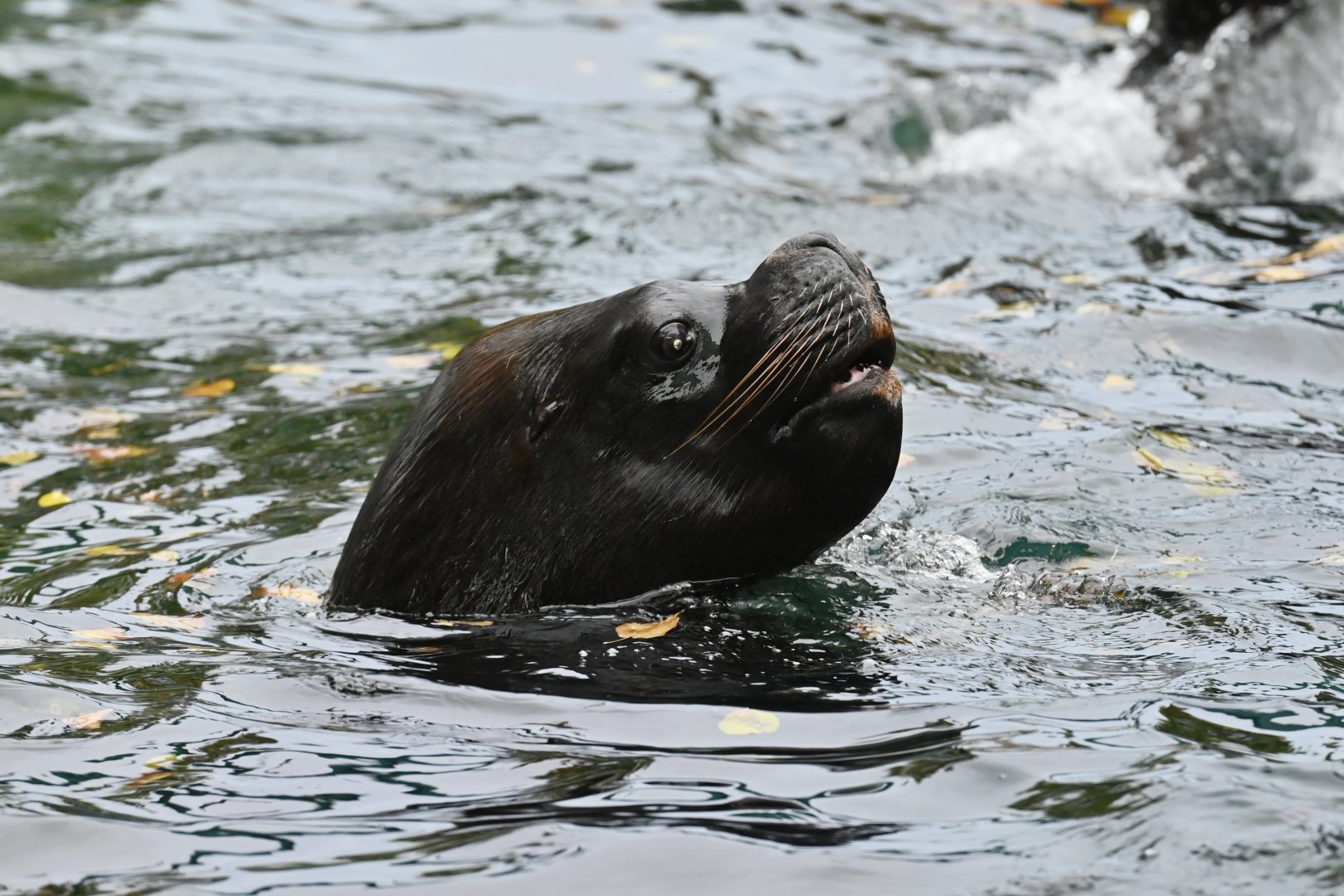 South American sea lion (Otaria flavescens)