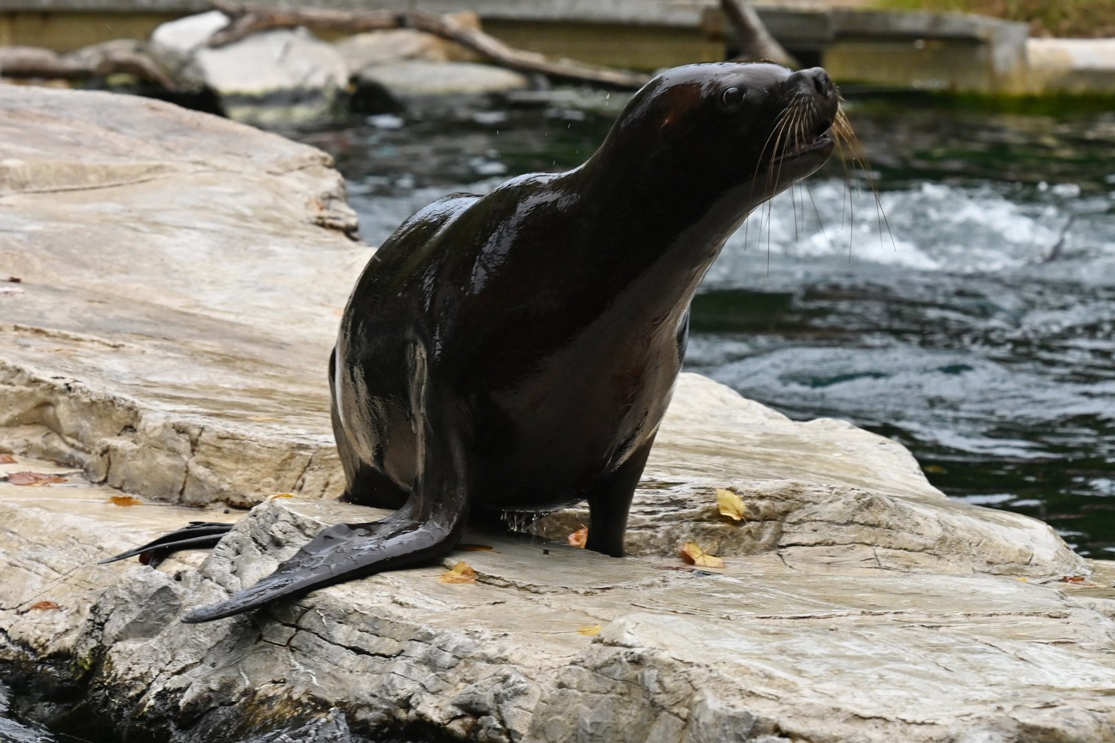 South American sea lion (Otaria flavescens)