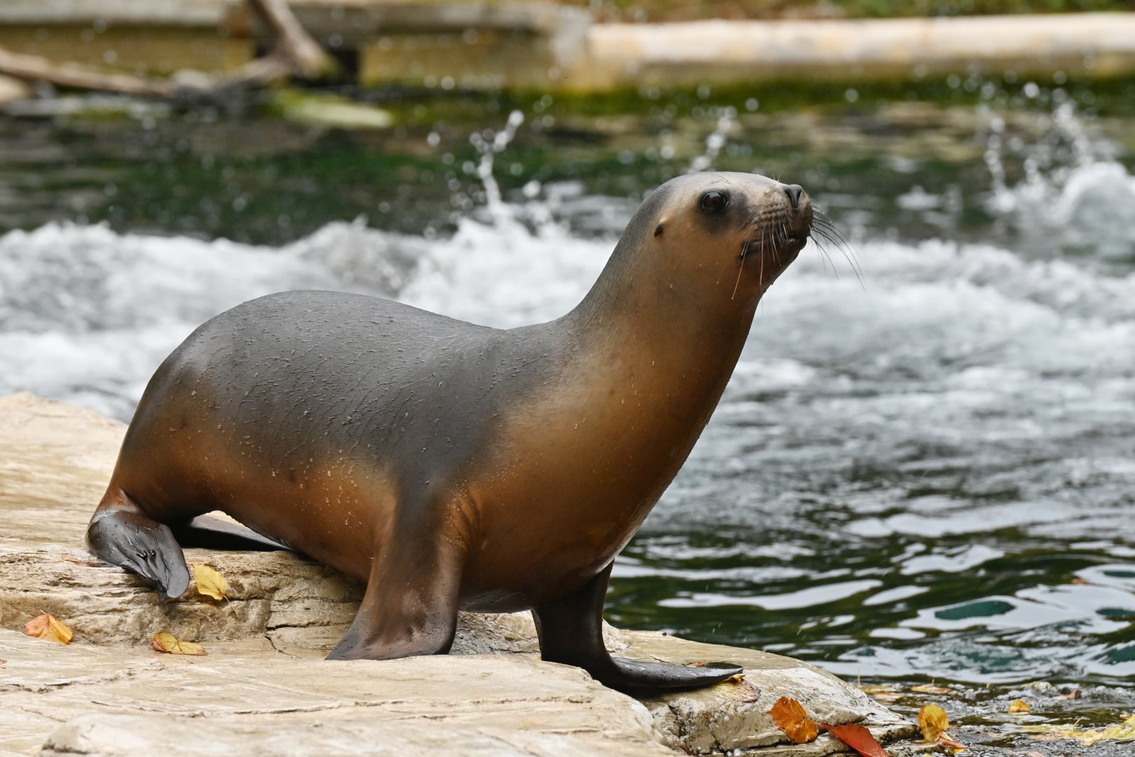 South American sea lion (Otaria flavescens)