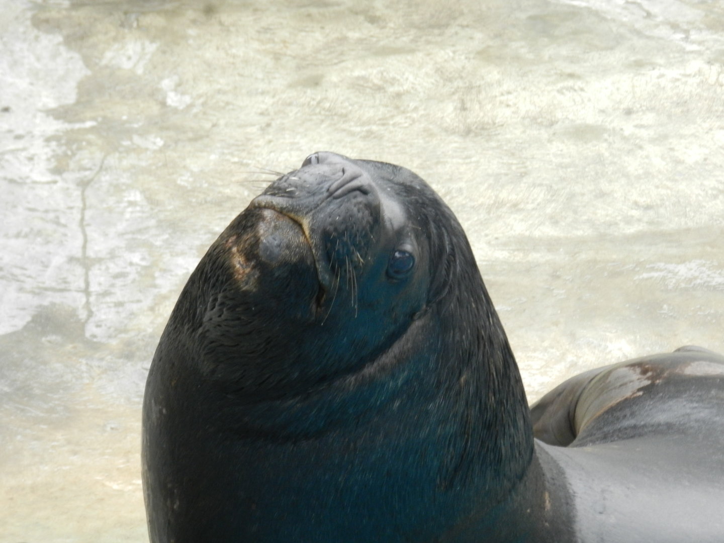 South-american sea lion - Parque de Las Leyendas