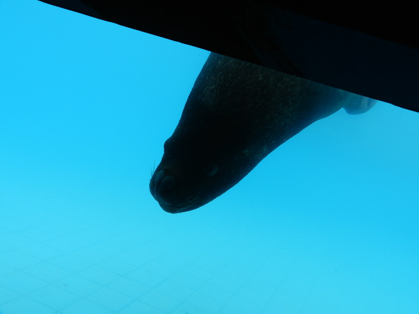 South-american sea lion - Parque de Las Leyendas