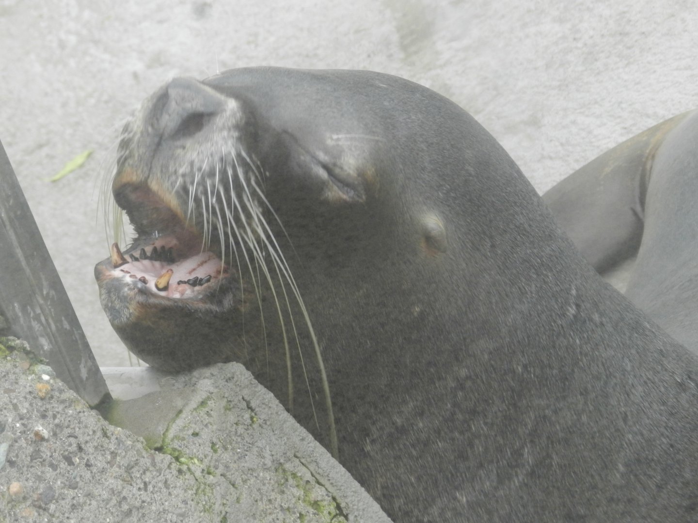 South american sea lion- Santiago zoo (Zoologico nacional)